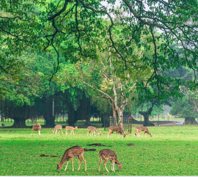 Deer-Resistant Landscaping Strategies for Staunton Homeowners