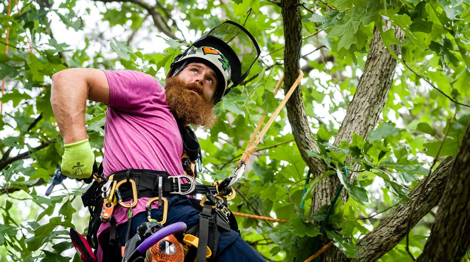Tree Pruning Service vs. Shrub Trimming: What Your Yard Really Needs