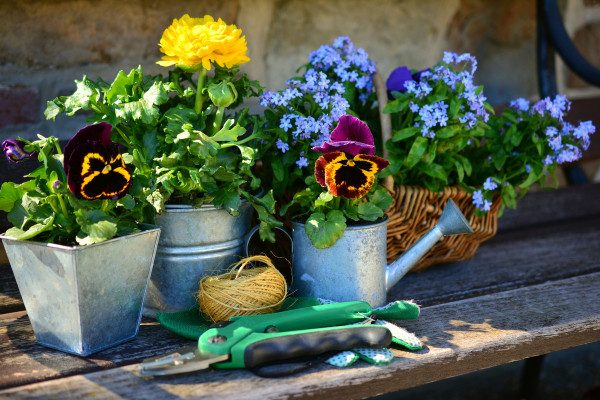 Native Plants in Staunton Virginia Landscaping