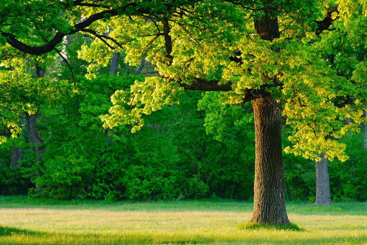Why Spring Tree Pruning is Essential for Healthy Growth in Staunton Landscapes