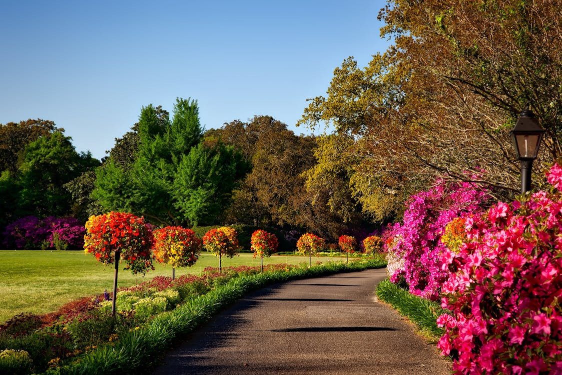 Native Plants in Staunton Virginia Landscaping