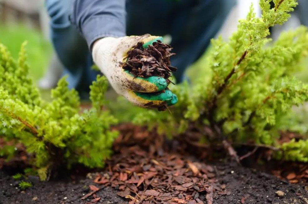 The Benefits of Mulching for Healthier Landscapes During Virginia Summers